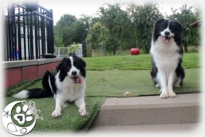 border collie